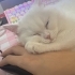 British shorthair kızımıza yavru arıyoruz fotoğraf