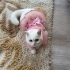British shorthair kızımıza yavru arıyoruz fotoğraf