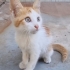 MİNİK SARMAN'A YUVA fotoğraf