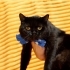BRIGHTİS SHORTHAİR KEDİ AÇIKLAMAYI OKUYUNUZ LÜTFEN fotoğraf