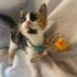 LULİŞ YUVA ARIYOR fotoğraf