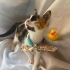 LULİŞ YUVA ARIYOR fotoğraf