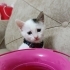 Mini Mini Bir Kızçe fotoğraf