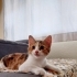 CİMCİME ÖMÜRLÜK YUVASINI ARIYOR fotoğraf