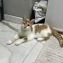 Balım yuva arıyor fotoğraf