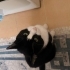 Semira kalıcı yuva arıyor fotoğraf