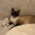 Tatlı Siyam kedi fotoğraf