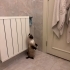 Tatlı Siyam kedi fotoğraf