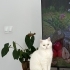 Behlül’e Ömürlük Yuva Aranıyor – Exotic Shorthair fotoğraf