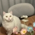 Behlül’e Ömürlük Yuva Aranıyor – Exotic Shorthair fotoğraf