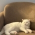 Behlül’e Ömürlük Yuva Aranıyor – Exotic Shorthair fotoğraf