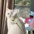 Behlül’e Ömürlük Yuva Aranıyor – Exotic Shorthair fotoğraf