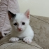 Pamuk Prens Size Gelsin Mi😻 fotoğraf