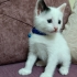 Pamuk Prens Size Gelsin Mi😻 fotoğraf