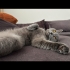 MİA🤍🥹 British Shorthair, ömürlük ve sevgi dolu yuvasını arıyor fotoğraf