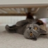 MİA🤍🥹 British Shorthair, ömürlük ve sevgi dolu yuvasını arıyor fotoğraf