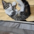 Bebek kedi sürekli kucak istiyor acil sahiplenilmesi gerek sokakta yaşayamaz fotoğraf