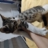 Bebek kedi sürekli kucak istiyor acil sahiplenilmesi gerek sokakta yaşayamaz fotoğraf