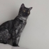 HİMALAYAN BRİTİSH KIRMASI fotoğraf