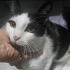 Nolan 6 aylık,Smokey.Dünya tatlısı, badem gözlü, siyah dudaklı,minik yakisikli fotoğraf