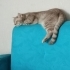 Sıcak yuva arıyoruz fotoğraf