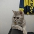 Sıcak yuva arıyoruz fotoğraf