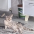 Sıcak yuva arıyoruz fotoğraf