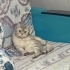 Sıcak yuva arıyoruz fotoğraf