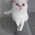 Snow bey ömürlük yuvasını arıyor fotoğraf
