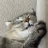 Oyuncu, Sevecen ve Tatlı Bir Yuva Arayan Güzel Kedi 🐾 fotoğraf