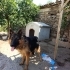 Alman kurdu Show line köpeğimiz fotoğraf