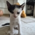 Dişi ama paşalar gibi rahat bir çocuk oldugu için adı paşa :) fotoğraf