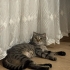 İZMİR AŞIRI SICAKKANLI YAVRUMUZ SCOTİS TİGER TABY. ÜCRETSİZ SAHİPLENDİRME fotoğraf