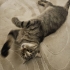 İZMİR AŞIRI SICAKKANLI YAVRUMUZ SCOTİS TİGER TABY. ÜCRETSİZ SAHİPLENDİRME fotoğraf