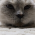 Ücretsiz sahiplenin kısır sevimli bir kedi fotoğraf