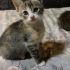 ÖMÜRLÜK MUTLU YUVASINI ARIYORUZ fotoğraf