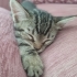 Yavru tekir kedi fotoğraf