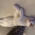 Aşırı canlı ve oyuncu bir kedi fotoğraf
