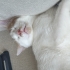 Aşırı canlı ve oyuncu bir kedi fotoğraf