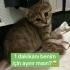 Minik’in olduğu bölgede adına çocuk denen bir varlık kedilere iş*ence ediyor fotoğraf