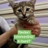 Minik’in olduğu bölgede adına çocuk denen bir varlık kedilere iş*ence ediyor fotoğraf
