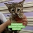 Minik’in olduğu bölgede adına çocuk denen bir varlık kedilere iş*ence ediyor fotoğraf