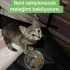 Minik’in olduğu bölgede adına çocuk denen bir varlık kedilere iş*ence ediyor fotoğraf
