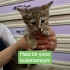 Minik’in bulunduğu bölgede adına çocuk denen bir varlık kedilere iş*ence ediyor fotoğraf