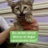 Minik’in bulunduğu bölgede adına çocuk denen bir varlık kedilere iş*ence ediyor fotoğraf