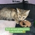 Minik’in bulunduğu bölgede adına çocuk denen bir varlık kedilere iş*ence ediyor fotoğraf