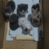 KARTONDA BULUNDU YAVRU KEDİLER fotoğraf