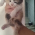 KARTONDA BULUNDU YAVRU KEDİLER fotoğraf