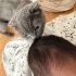 Çok uysallar anne kız Siyam kediler fotoğraf