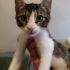 Yavru Kedi Aykut Yuva Arıyor fotoğraf